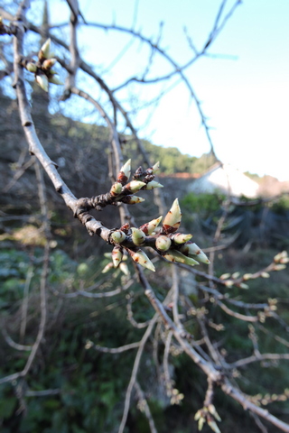 Almond blossom buds