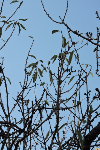 Leaves in the crown of the Almonds