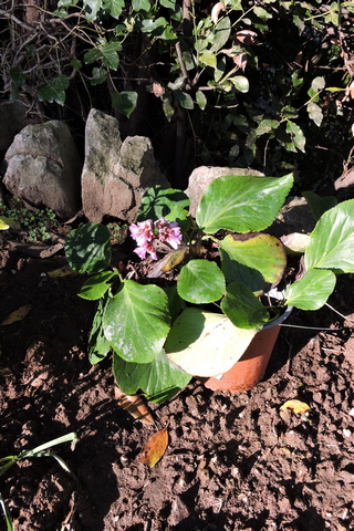 Bergenia crassifolia