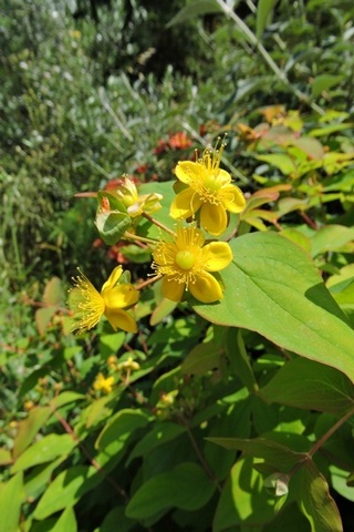 Rose of Sharon summer flowers