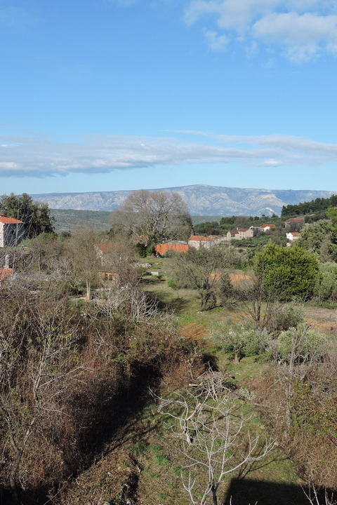 Late winter sunshine on bare trees