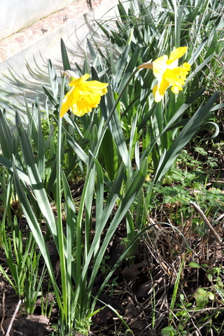 First Daffodil flowers of 2026