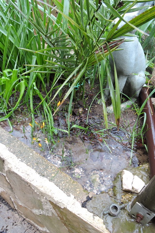 Drowning Crocus buds
