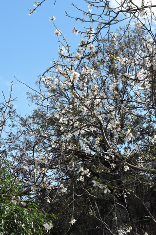 Full blossom on the Almond tree