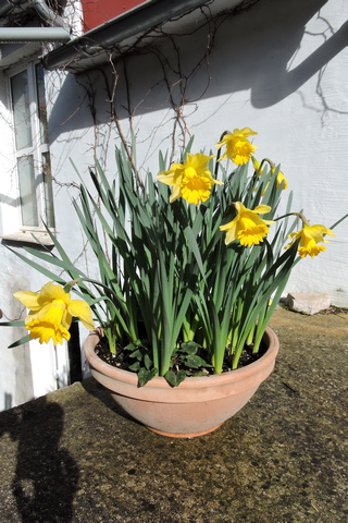 Daffodil bowl