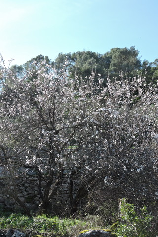 Full blossom on the Almond tree
