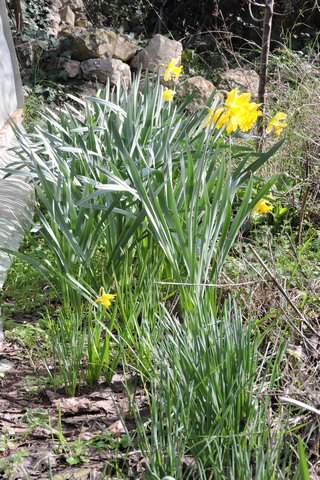 Full size and miniature Daffodil near the polytunnel