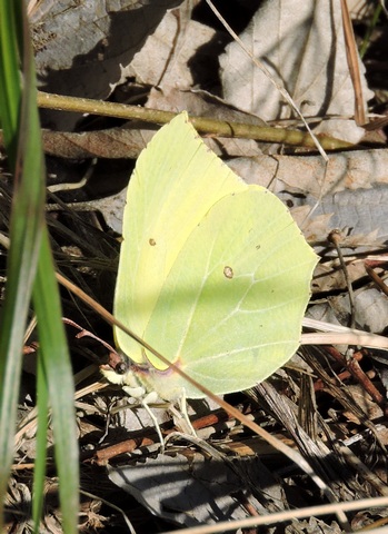 A resting female Cleopatra butterfly