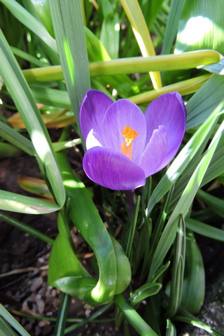 First purple Crocus flowers