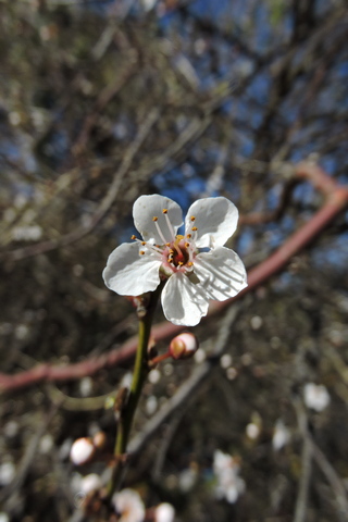 Building Owl boxes  –  2026/09