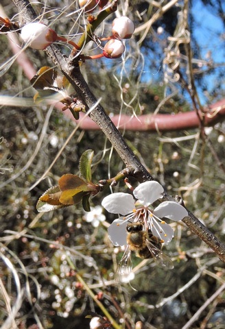 Honey Bee hard at work