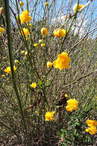 Kerria japonica flowers