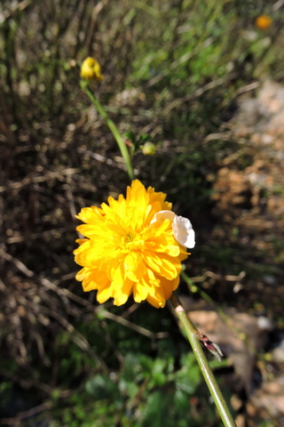 Felling trees  –  2026/10