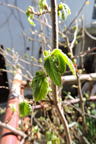 Newly emerged leaves on my Cosford Cob Nut shrub