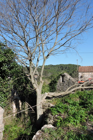 Felling a tree limb by limb