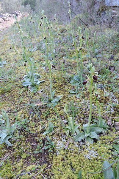 More than 100 Orchid flower spikes