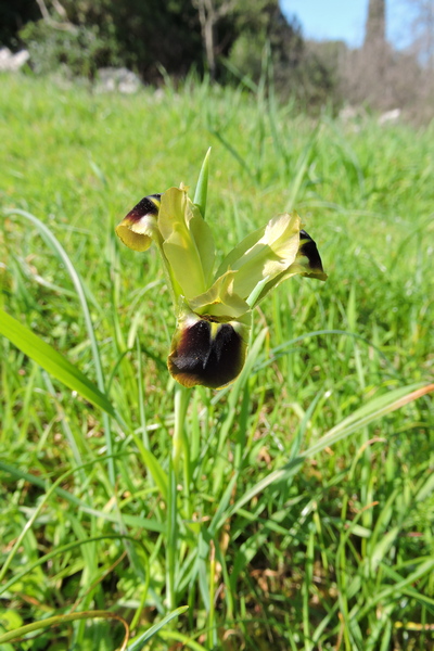 A flower I'd not seen before