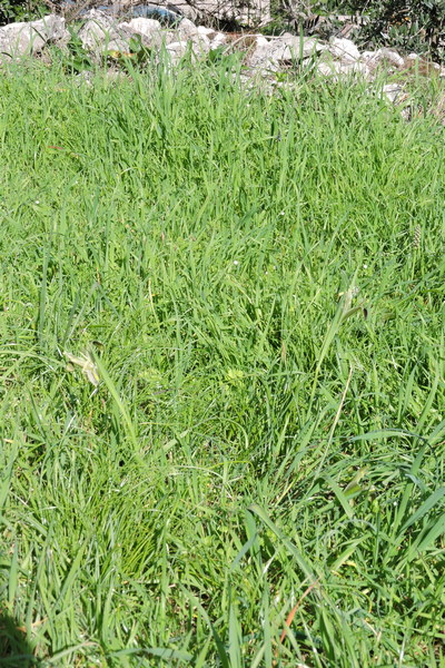 Snake Head Iris hiding in plain sight