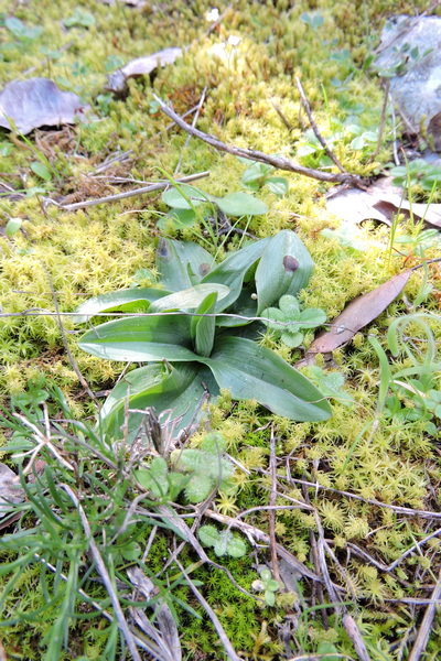 Orchid leaf rosettes