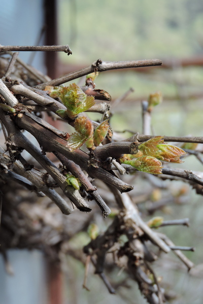 New grape vine leaves