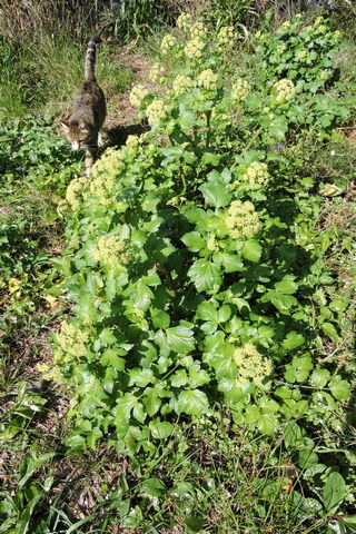 Alexanders herb flower stalk