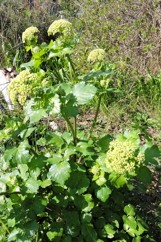 The Alexanders flower yhead