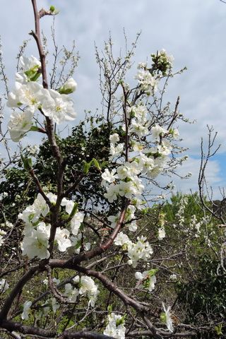 Damson plum blossom