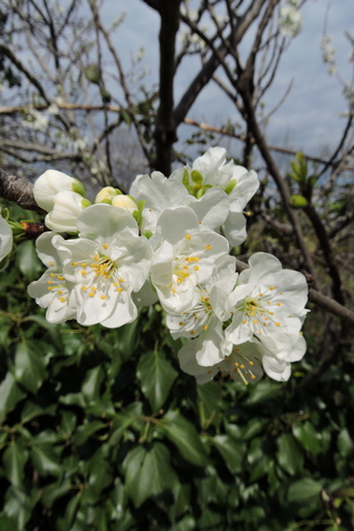 The final cut  –  2026/12