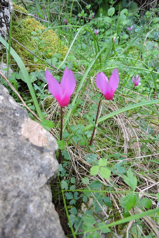 Wild Cyclamen flowers