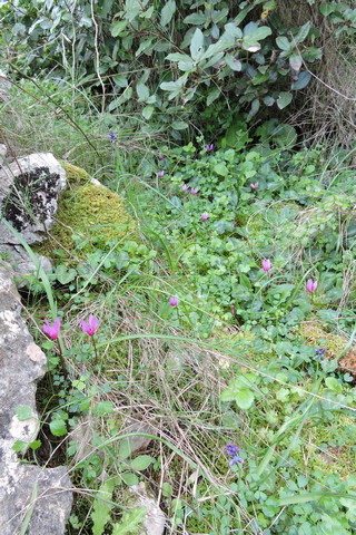 A Cyclamen patch