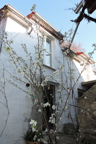 Courtyard Prune Damson