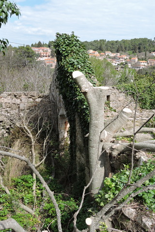 Just the trunk remains