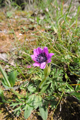 Broad Leaved Anemone