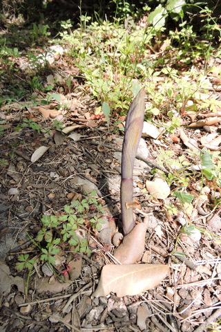 Violet Birds Nest orchid shoot