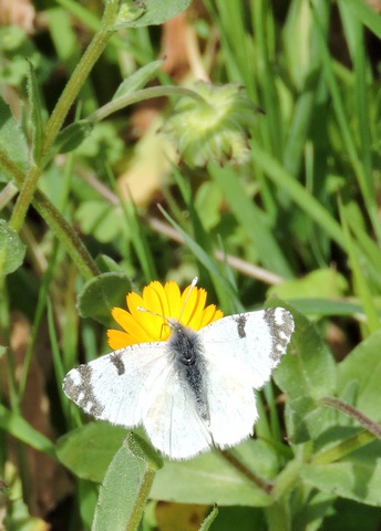 Eastern Dappled White butterfly