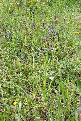 A carpet of wild flowers