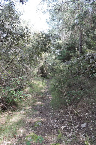 A similar growing area, but no shoots