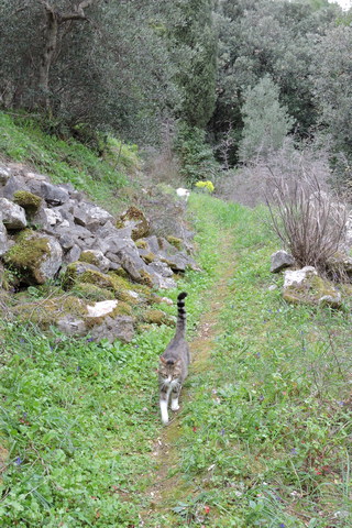 Walking with felines