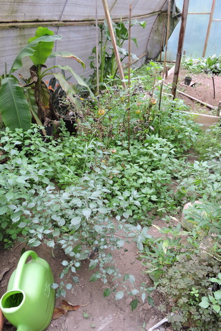 A weedy polytunnel