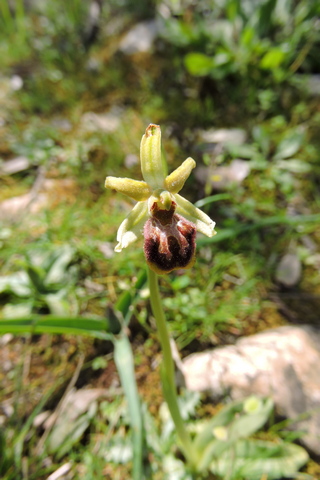 Early Spider Orchid flower