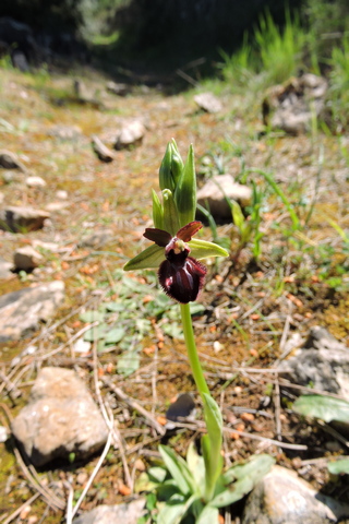 The first Bee orchids of 2026