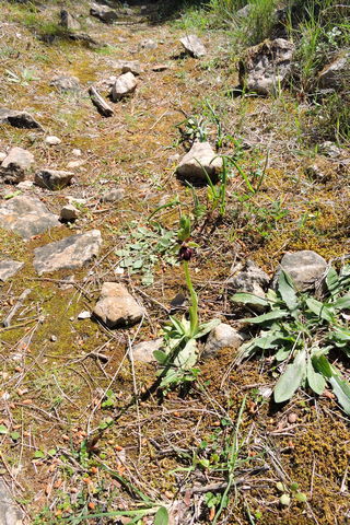 Bee orchid flower shoots