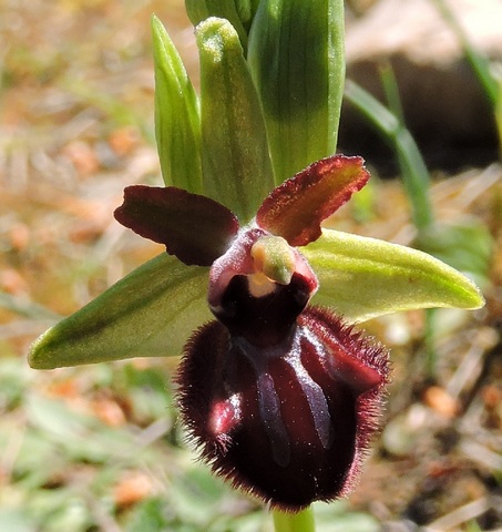 Closeup of a Bee orchid flower