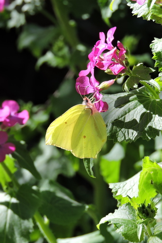 Cleopatra butterfly on Honesty flowers