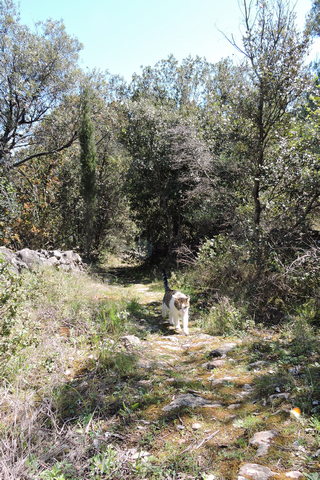 Typical Maquis / Garrigue around my home