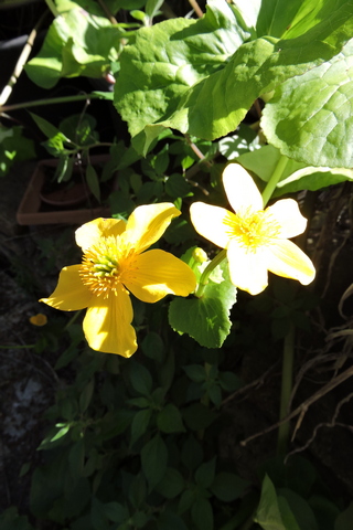 Marsh Marigold flowers