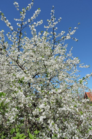 Morello Cherry covered in blossom