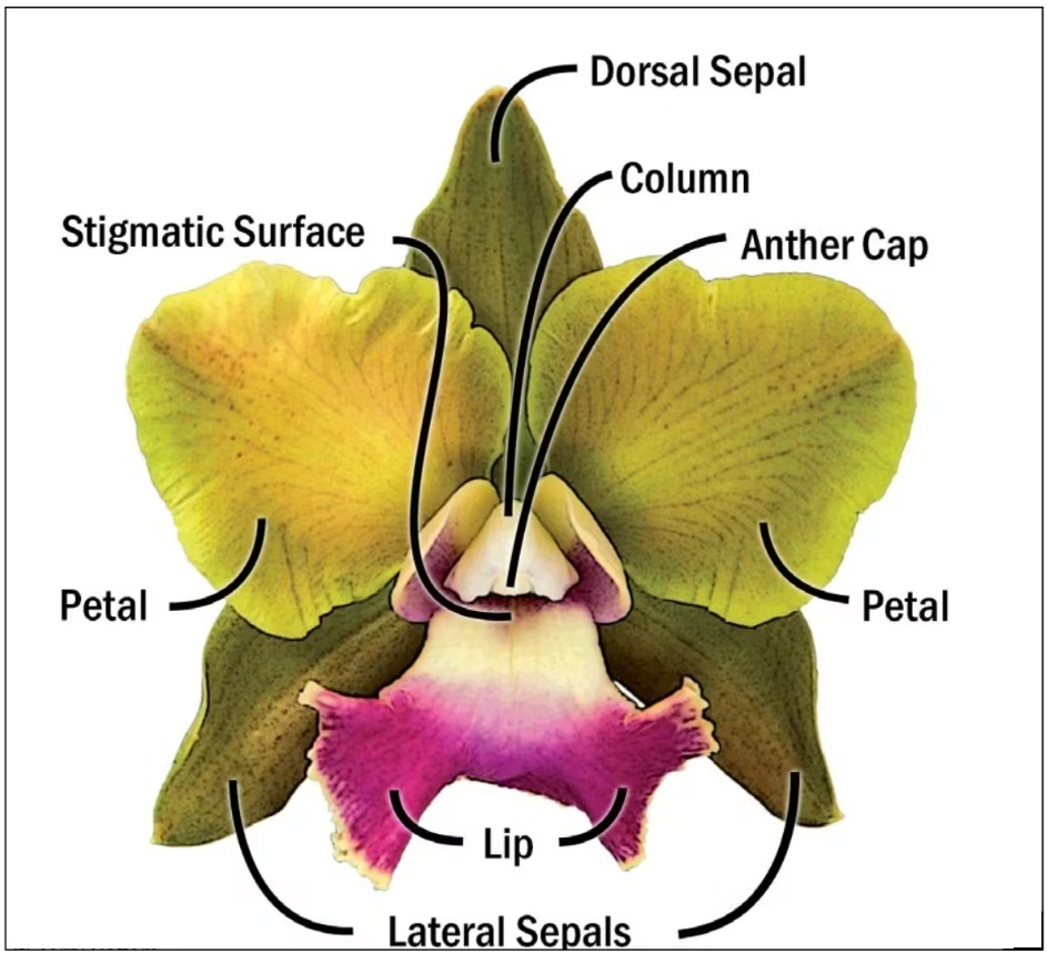 Orchid flower parts