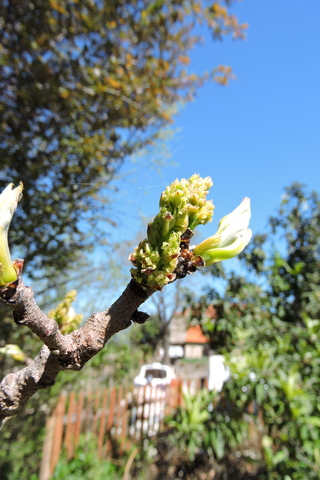 Pecan nut tree flowers