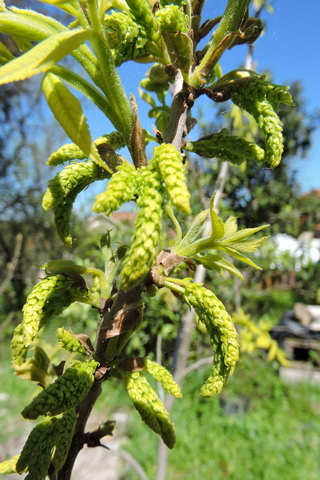 Pecan nut flowers